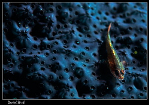 Gobie on a black sponge :-D by Daniel Strub 